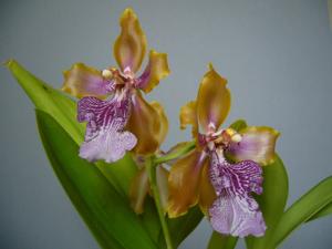 Oncidium wyattianum