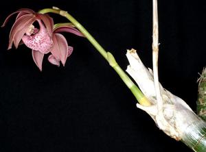 Mormodes oberlanderiana