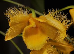 Dendrobium harveyanum