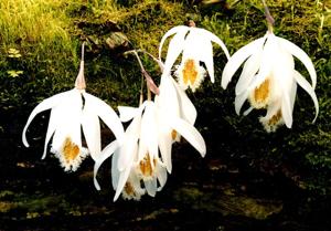 Pleione albiflora