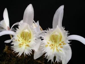 Pleione grandiflora