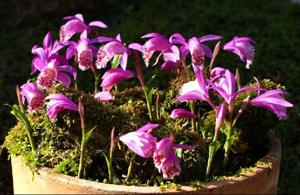 Pleione limprichtii