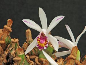 Pleione praecox