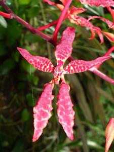 Renanthera bella