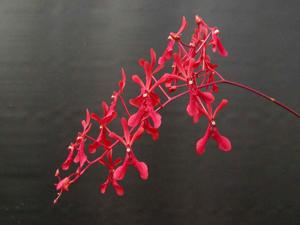 Renanthera philippinensis