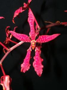 Renanthera bella