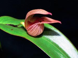 Pleurothallis nossax