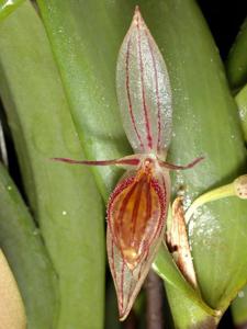 Pleurothallis nuda