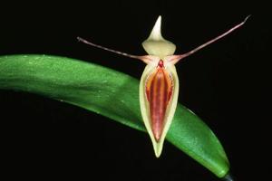 Pleurothallis nuda