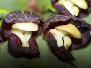 Pleurothallis teaguei