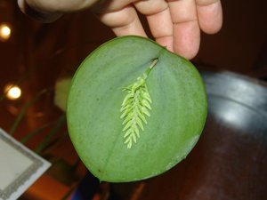 Acianthera pectinata