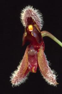 Stelis rodrigoi