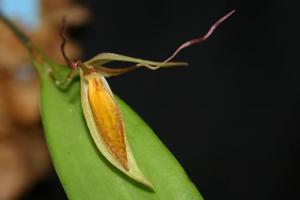 Pleurothallis nuda
