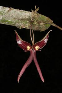 Pleurothallis ruberrima