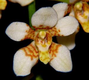 Sarcochilus hartmannii