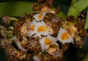 Gastrochilus acutifolius