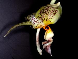 Stanhopea gibbosa