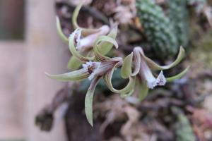 Dendrobium cucumerinum