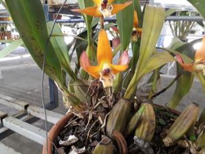Maxillaria chrysantha