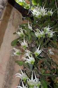 Erasanthe henrici