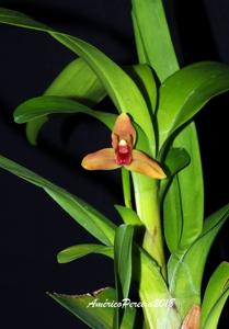 Maxillaria elatior