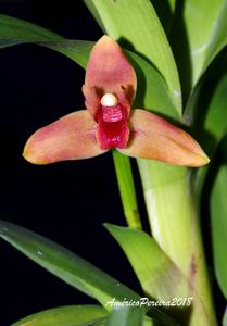 Maxillaria elatior