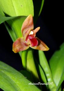 Maxillaria elatior