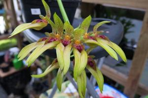 Bulbophyllum graveolens