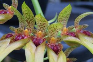 Bulbophyllum graveolens