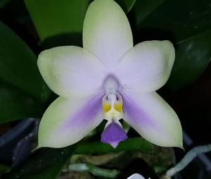 Phalaenopsis violacea