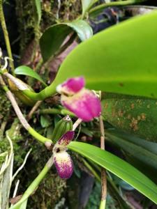 Restrepiella ophiocephala