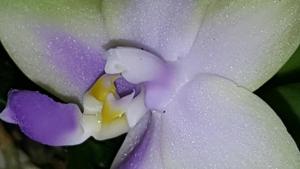 Phalaenopsis violacea