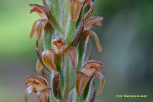 Sarcoglottis ventricosa