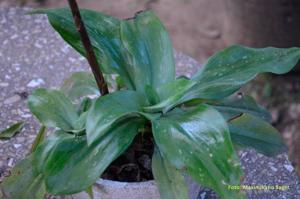Sarcoglottis ventricosa