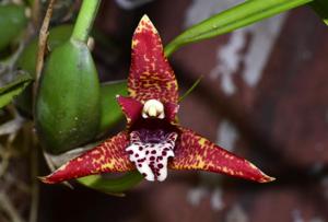 Maxillaria tenuifolia