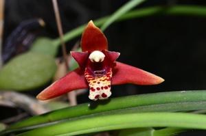 Maxillaria tenuifolia