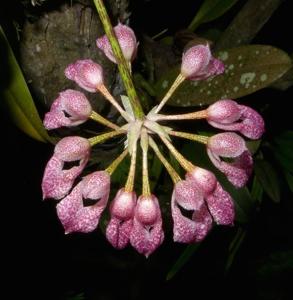 Bulbophyllum fenestratum