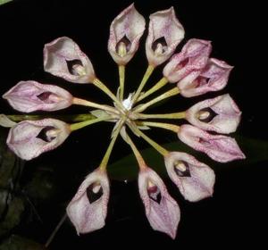 Bulbophyllum fenestratum