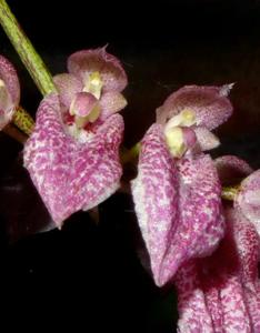 Bulbophyllum fenestratum