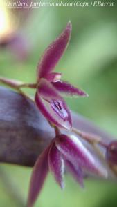 Acianthera purpureoviolacea