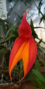 Masdevallia veitchiana