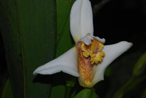 Maxillaria fletcheriana