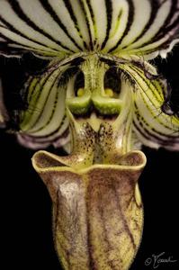 Paphiopedilum fairrieanum