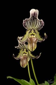 Paphiopedilum fairrieanum