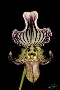 Paphiopedilum fairrieanum