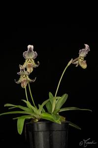 Paphiopedilum fairrieanum