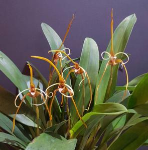 Maxillaria fractiflexa