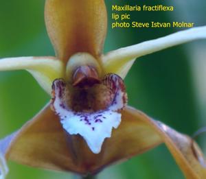 Maxillaria fractiflexa