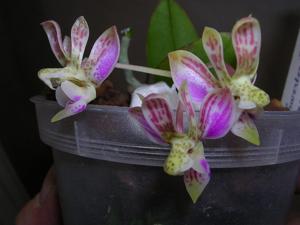 Phalaenopsis finleyi