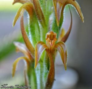 Sarcoglottis ventricosa
